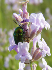 Cryptocephalus sericeus