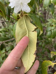 Rhododendron carolinianum
