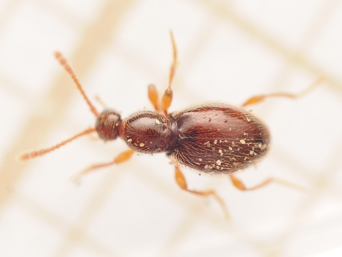 Scydmaenus, 2026-10-09