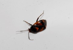Deraeocoris schach