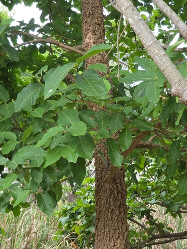 Nauclea orientalis observed 2026-10-10