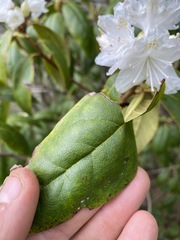 Rhododendron carolinianum