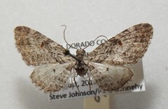 Eupithecia graefii