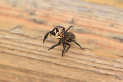 Euophrys herbigrada