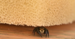 Euophrys herbigrada