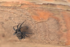 Euophrys herbigrada