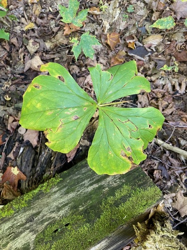 Trillium erectum, 2026-09-23