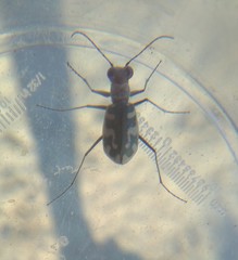 Cephalota circumdata leonschaeferi