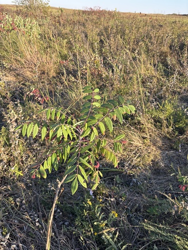 smooth sumac