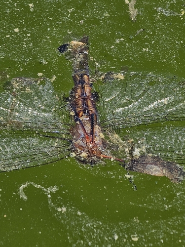 Hymenaea, 2026-10-09
