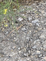 Aspidoscelis gularis