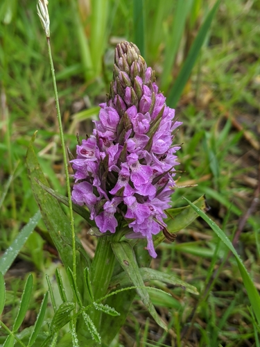 Southern Marsh-orchid