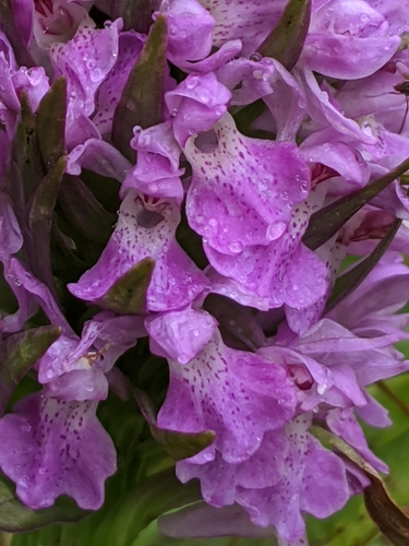 Southern Marsh-orchid