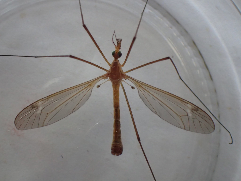 Tipula peliostigma