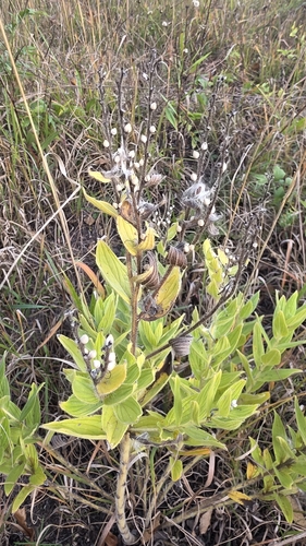 Lithospermum parviflorum, 2026-10-09