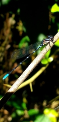 Argia oculata
