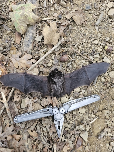 Silver-haired Bat observed by jpowel56