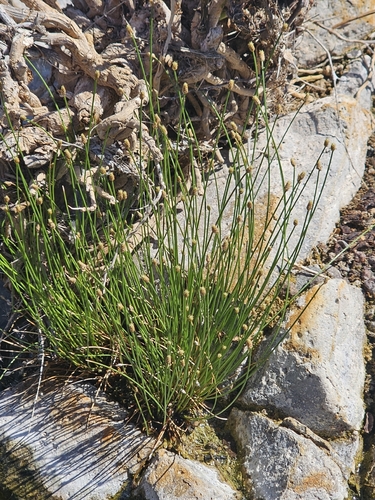 Eleocharis geniculata observed 2026-10-09