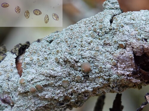 Lecanora subfusca observed 2026-10-09