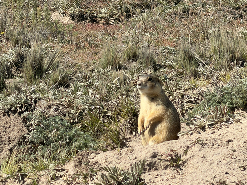 Gunnison's Prairie Dog observed by mfk1985