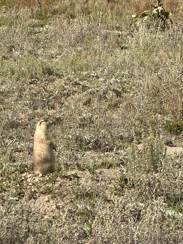 Gunnison's Prairie Dog observed by mfk1985