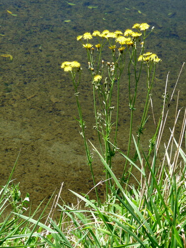 Crepis vesicaria observed 2026-10-04
