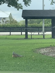 Iguana iguana
