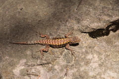 Sceloporus anahuacus