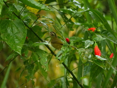 Basileuterus tristriatus