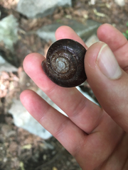 Glyptostoma gabrielense