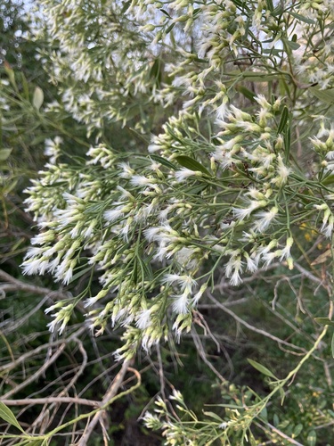 groundsel tree