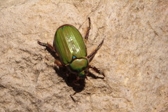 Chrysina orizabae