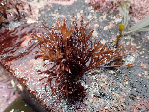 Mazzaella affinis observed 2026-08-13