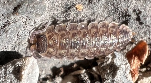 Brickwork Woodlouse