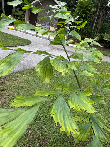 Caryota mitis observed 2026-10-09