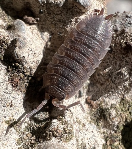 Common Rough Woodlouse