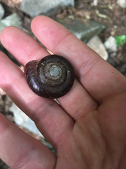 Glyptostoma gabrielense