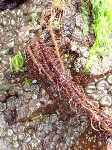 Cumagloia andersonii, 2026-08-13