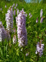Dactylorhiza maculata ericetorum
