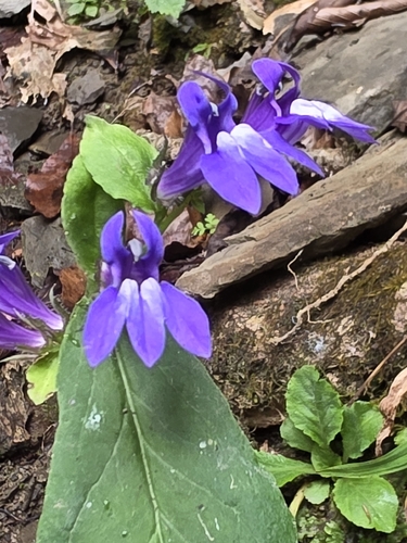 great blue lobelia