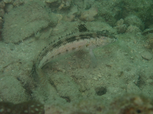 Parapercis snyderi observed 2026-09-19