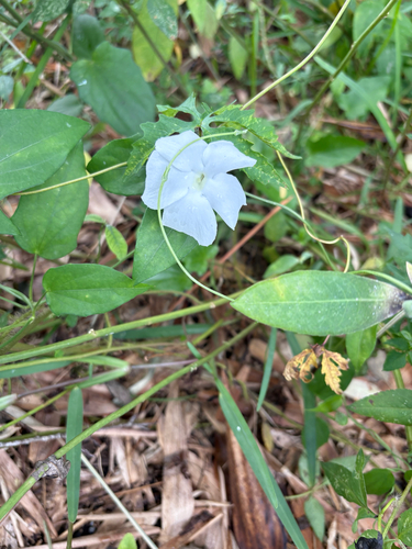 Thunbergia fragrans observed 2026-10-07