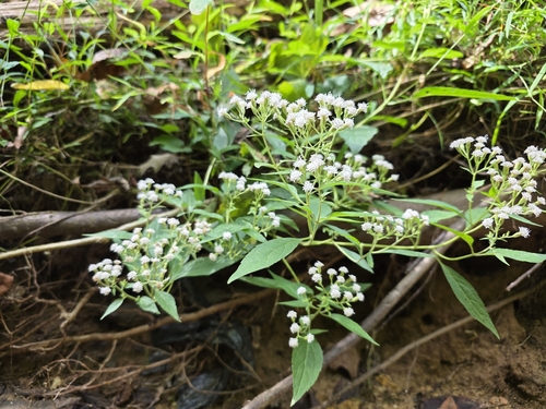 white snakeroot