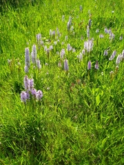 Dactylorhiza maculata ericetorum