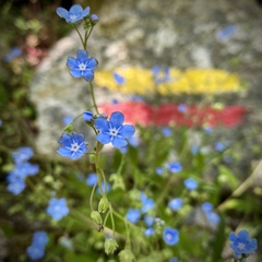 Omphalodes nitida