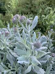 Eriodictyon traskiae smithii