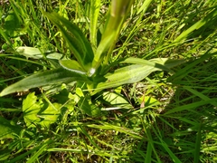 Dactylorhiza maculata ericetorum