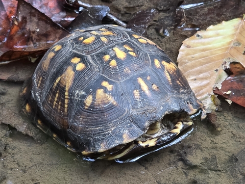 Eastern Box Turtle