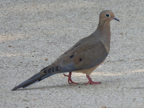 Mourning Dove