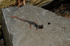 Salamandrina perspicillata